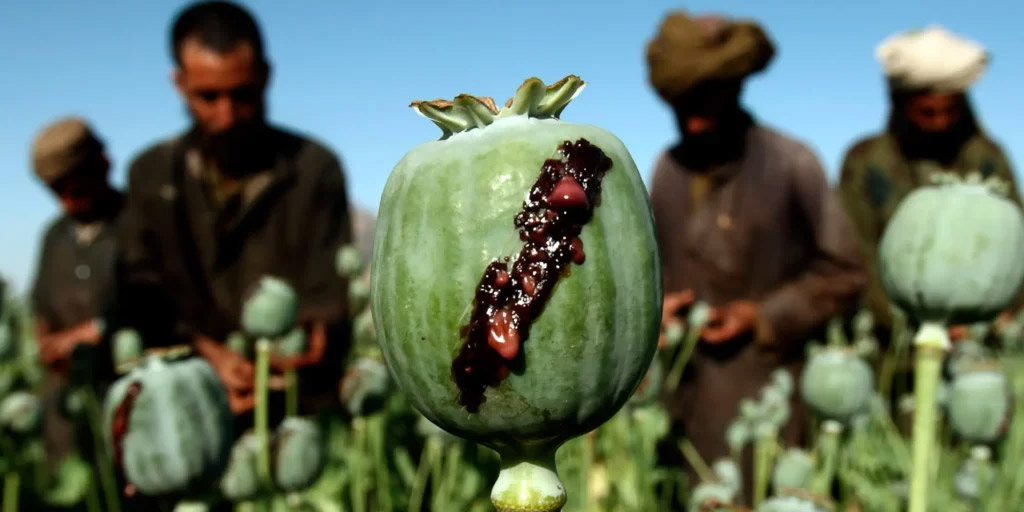 An opium field in Afghanistan under the rule of the Taliban